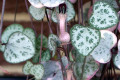 Ceropegia-woodii-Chain-of-Hearts-2