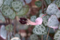 Ceropegia-woodii-Chain-of-Hearts-3