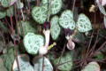 Ceropegia-woodii-Chain-of-hearts-1