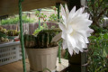 Echinocereus-hybrid-1