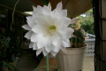 Echinocereus-hybrid-2
