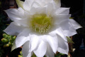 Echinocereus-hybrid-4