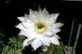 Echinocereus-hybrid