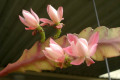Epiphyllum-Deutche-Kaiserin-1