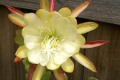 Epiphyllum-cream-2