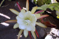 Epiphyllum-white-1