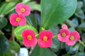 Euphorbia-milii-Crown-of-thorns-2