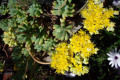 Jelly-Bean-Plant-Sedum-rubrotinctum-1