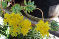 Jelly-Bean-Plant-Sedum-rubrotinctum-2