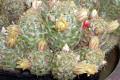 Mammillaria-prolifera-2