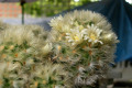 Mammillaria-var-alba
