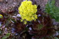 Succulent-Aeonium-arboreum-Nigrum-Zwartkop
