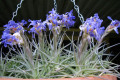 Tillandsia-bergeri