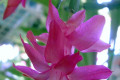 Zygocactus-or-Schlumbergera-X-buckleyi