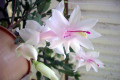 Zygocactus-or-Schlumbergera-bridesii-1
