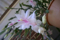 Zygocactus-or-Schlumbergera-bridesii-2