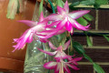 Zygocactus-or-Schlumbergera-truncatus-1
