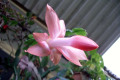 Zygocactus-or-Schlumbergera-truncatus-10