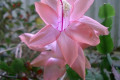Zygocactus-or-Schlumbergera-truncatus-11