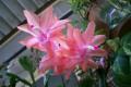 Zygocactus-or-Schlumbergera-truncatus-12