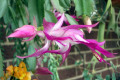 Zygocactus-or-Schlumbergera-truncatus-2