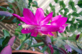 Zygocactus-or-Schlumbergera-truncatus-7