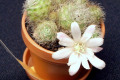 mini-cactus-1