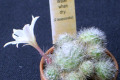 mini-cactus-2