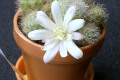 mini-cactus-3