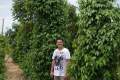 141-Pepper-plantation-Kampong-Trach-District