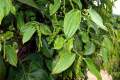 142-Green-pepper-berries