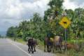 003-Cattle-crossing