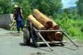 007-Just-a-few-logs-for-the-bbq