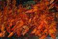 063-Local-delicacy-at-the-night-market-bbqd-chicken-wing-tips-Sihanoukville