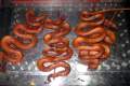 064-Local-delicacy-at-the-night-market-bbqd-snakes-Sihanoukville