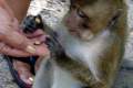083B-Feeding-monkeys-near-Independence-Beach-Sihanoukville