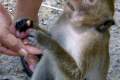083C-Feeding-monkeys-near-Independence-Beach-Sihanoukville