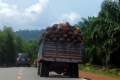 097-Truck-laden-with-palm-nuts-National-Highway-4