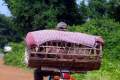 110-Taking-piggies-to-market