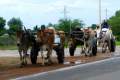 111-Bullock-carts
