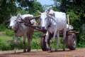 112Bullock-cart