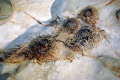 33-Bell-holes-in-the-ceiling-with-dark-brown-bat-guano-poo