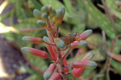 Close-ups