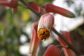Aloe-vera-flower-2