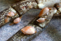 Bivalves-on-crab-legs-1