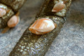 Bivalves-on-crab-legs-2