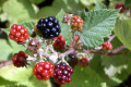 Blackberries
