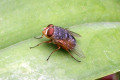 Blowfly-closeup