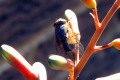 Blowfly-on-aloe-vera-1