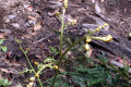 Bracken-fern-shoot-1